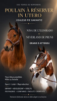 Vente de poney
